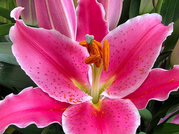 IMG_6572   Tiger Lilies '19