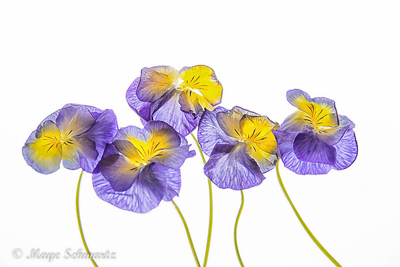 _MG_6070-Edit-Edit-web